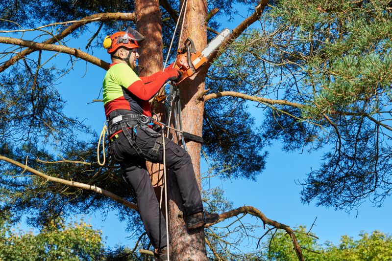 Crew Using Chainsaws
