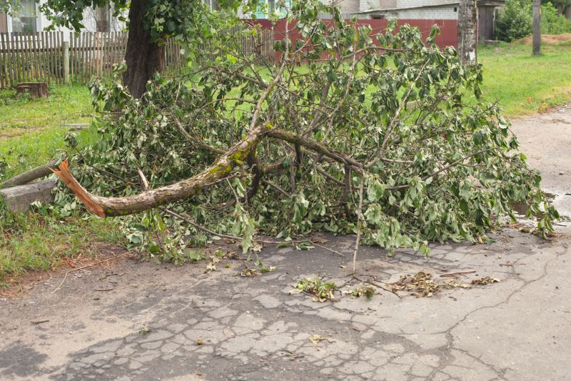 Fallen Tree Blocking Driveway
