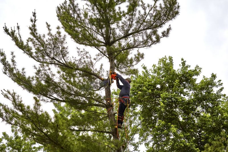 Tree Removal Crew at Work