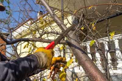 Flowering Tree Trimming