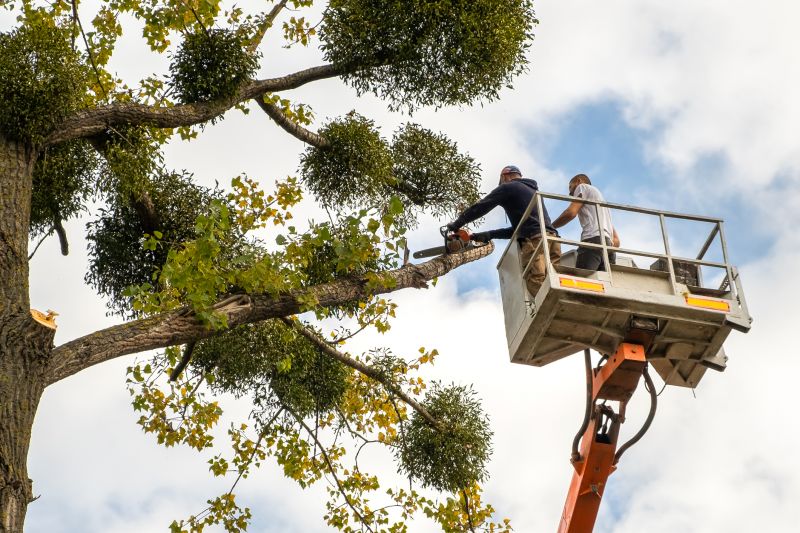 Flowering Tree Trimming