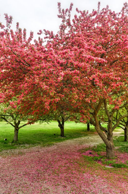 Spring Flowering Tree