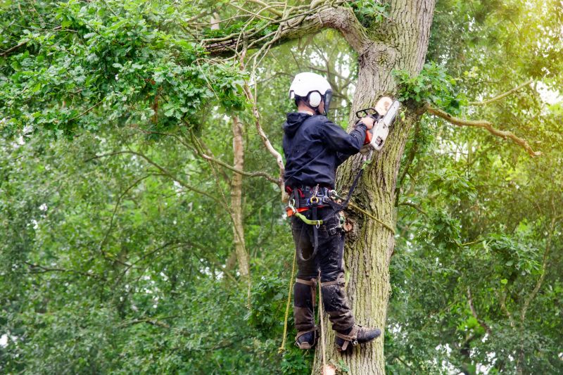 Expert Arborist Pruning