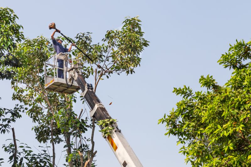 Local Flowering Tree Trimming pros at work